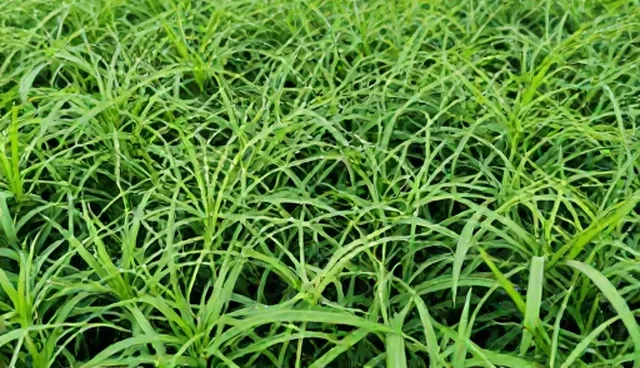 优质种苗适用条件及选择要点分析